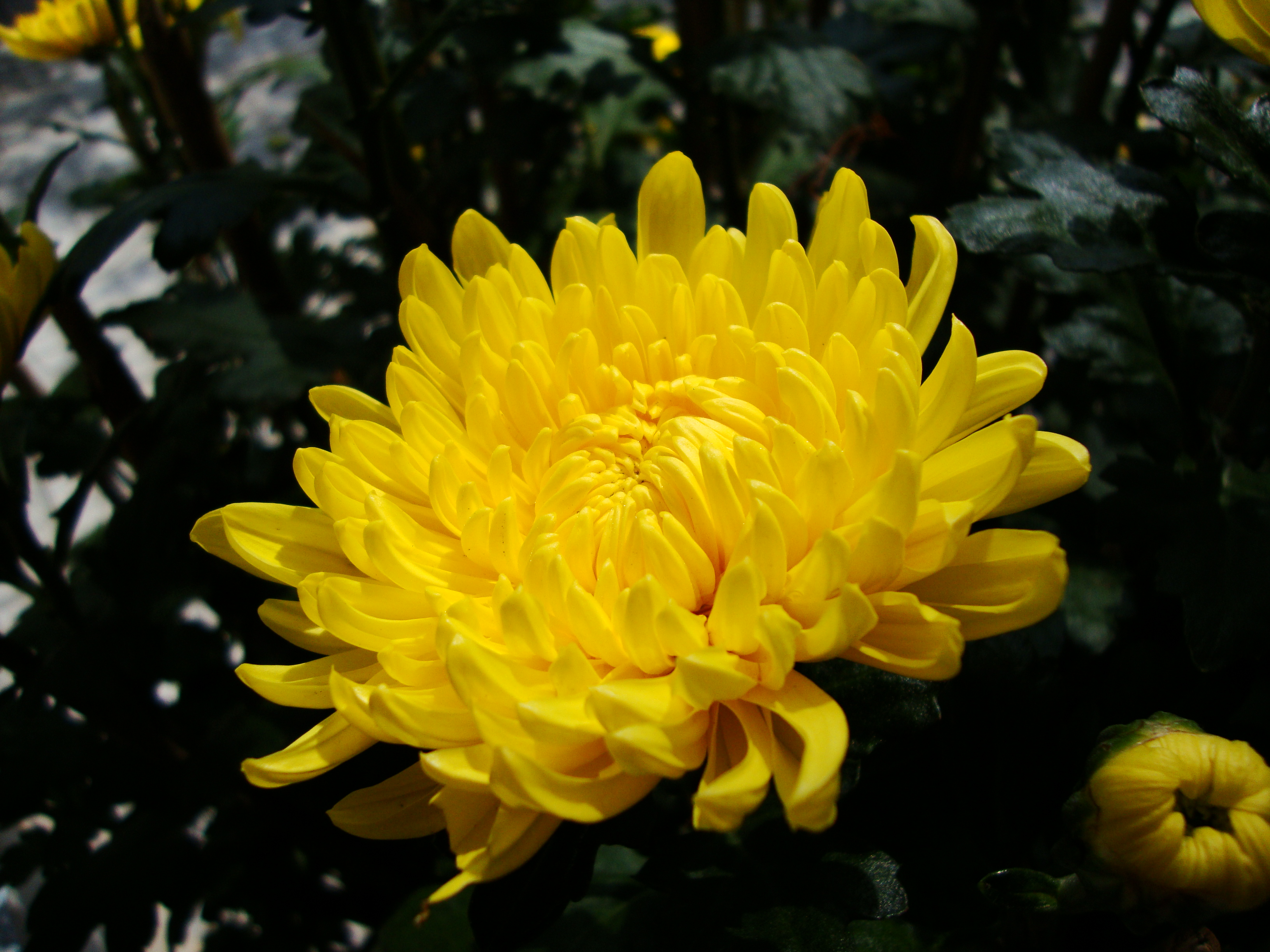 chrysanthemum_morifolium_2